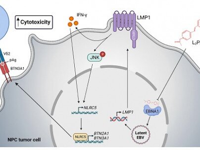 HKBU research sheds lights on immunotherapy against nasopharyngeal cancer