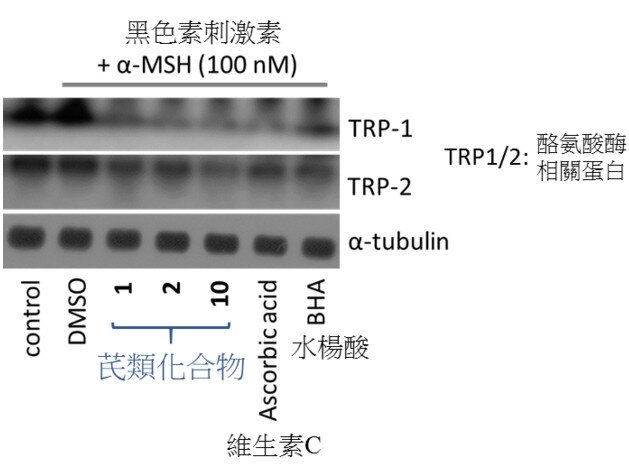 The inhibitory effect of three stilbenoids on the expression levels of tyrosinase-related proteins (TRP-1 and TRP-2) in comparison with vitamin C and BHA, the positive references.